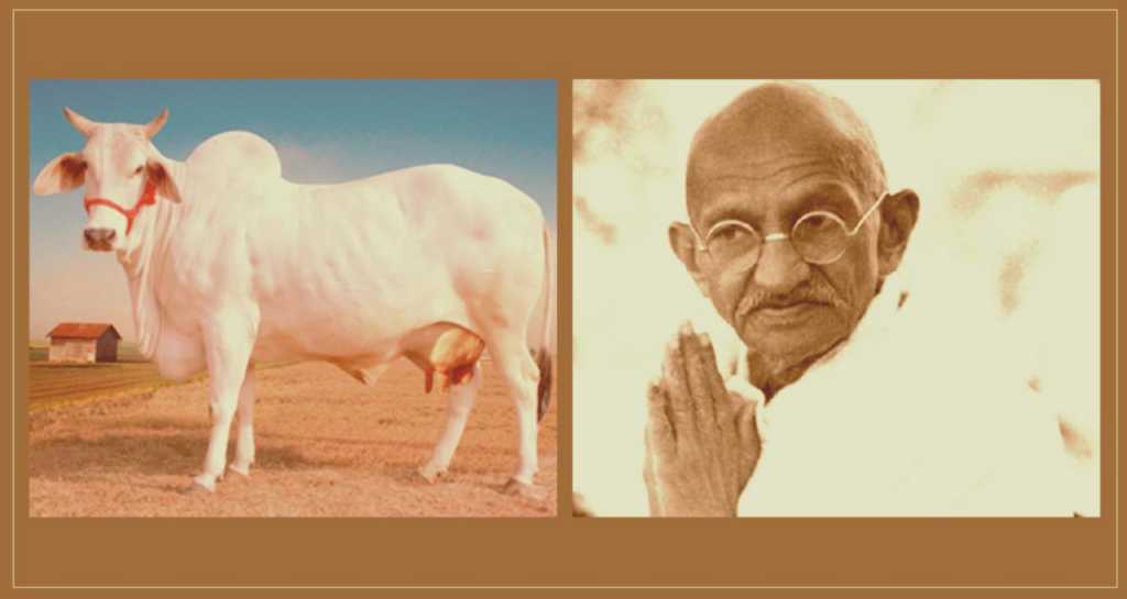 गांधीजी गाय