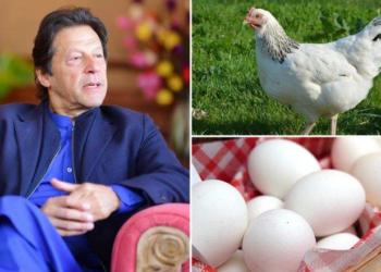 इमरान खान पाकिस्तान मुर्गी अंडा