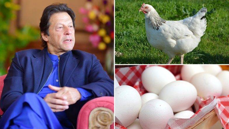 इमरान खान पाकिस्तान मुर्गी अंडा