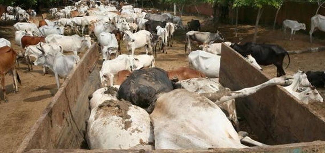 गायें सालरिया कांग्रेस