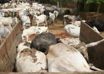 गायें सालरिया कांग्रेस