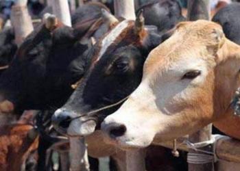 कामधेनु आयोग