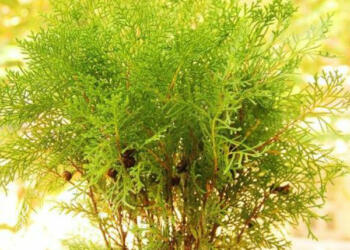 मोरपंखी का पौधा