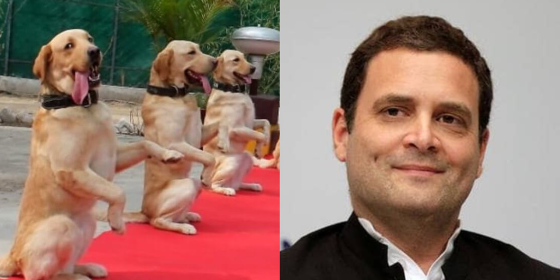 राहुल गांधी, डॉग यूनिट्स का अपमान करने से पहले उनके बारे में थोड़ा जान लेते तो बेहतर है