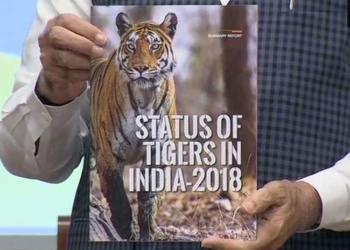 ‘एक था टाइगर से टाइगर ज़िंदा है तक’, मोदी सरकार आने के बाद विलुप्त होते बाघों की संख्या हुई दोगुनी