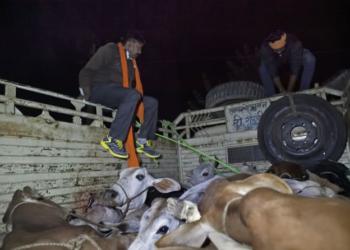 एजेंडावादी भारतीय मीडिया के लिए अब गौ-तस्कर सिर्फ ‘कैटल ट्रांस्पोर्टर’ हैं