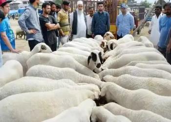 ईद पशुओं