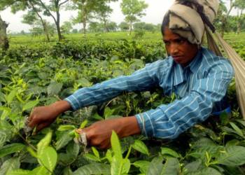 पश्चिम बंगाल