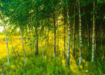 ग्रीन वाल