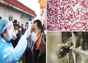 हंता वायरस