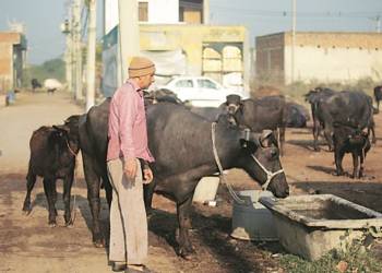 गुर्जर, मुस्लिम गुर्जर, तबलीगी, पंजाब, लुधियाना, कोरोना