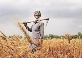 भारत, अर्थव्यवस्था, गेहूं, फसल, किसान