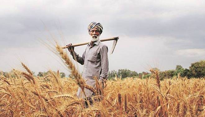 भारत, अर्थव्यवस्था, गेहूं, फसल, किसान