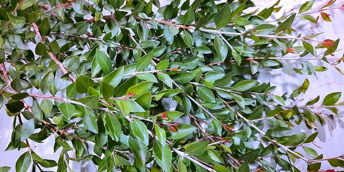 पैर की मेहंदी डिजाइन और जाने पैर पर मेहंदी लगाने के फायदे