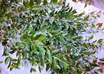 पैर की मेहंदी डिजाइन और जाने पैर पर मेहंदी लगाने के फायदे