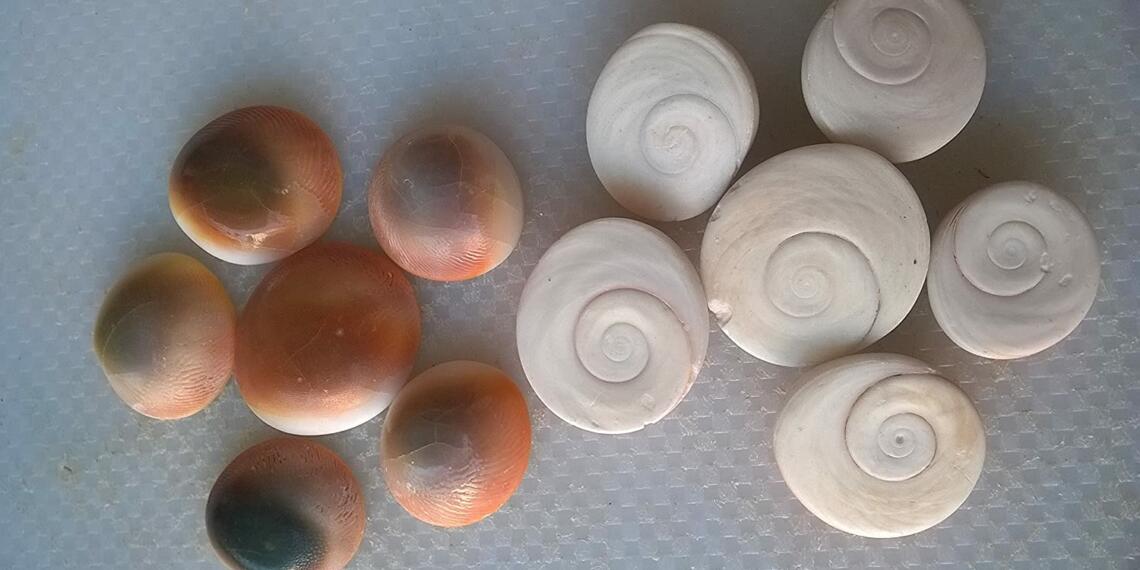 6 गोमती चक्र
