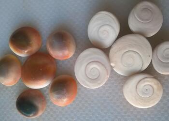 6 गोमती चक्र