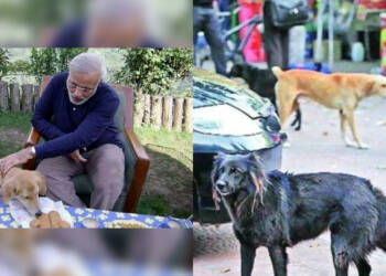 विदेशी नस्ल नहीं देसी चुनो: देसी कुत्तों और बिल्लियों को पालतू बनाने की ओर एक बड़ा कदम