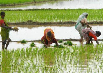 हरियाणा सरकार धान की खेती