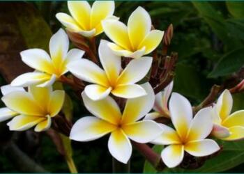 केतकी का फूल