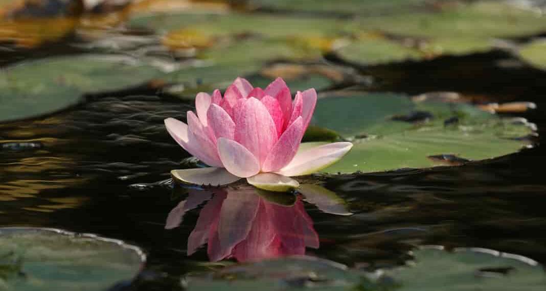 kamal ka phool