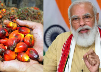 पाम तेल