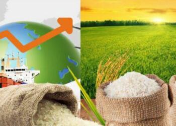 भारत चावल निर्यात डाटा