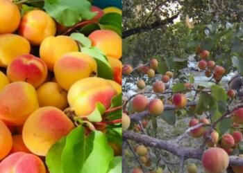 लद्दाख के खुबानी, लद्दाख को विश्व भोजन मानचित्र पर पुनः स्थापित कर रहे हैं