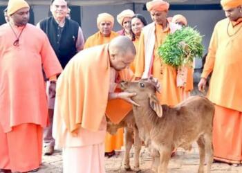 गौकशी