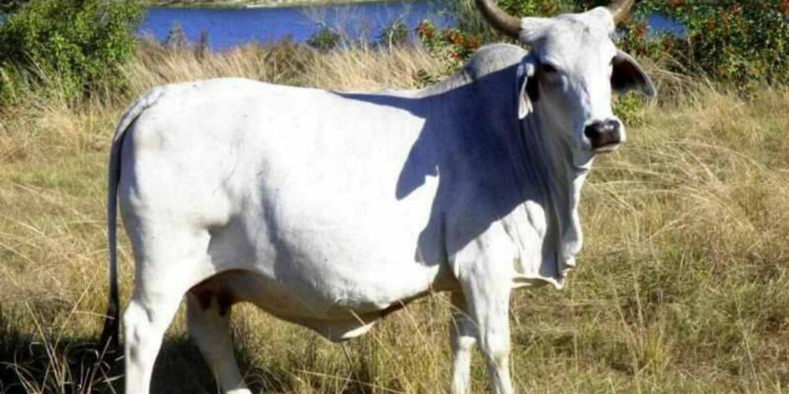 गौहत्या प्रतिबंध