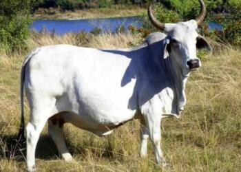 गौहत्या प्रतिबंध