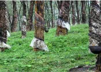 रबर वियतनाम