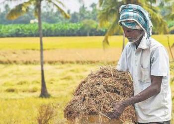 खरीफ सीजन