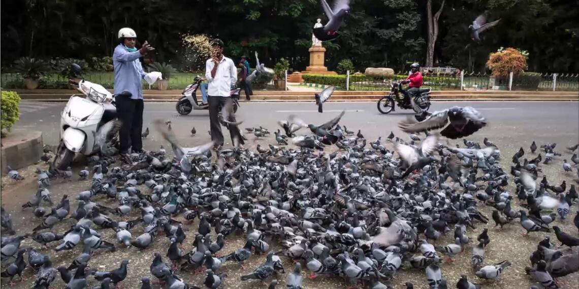 कबूतरों को दाना डालना