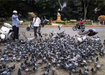 कबूतरों को दाना डालना