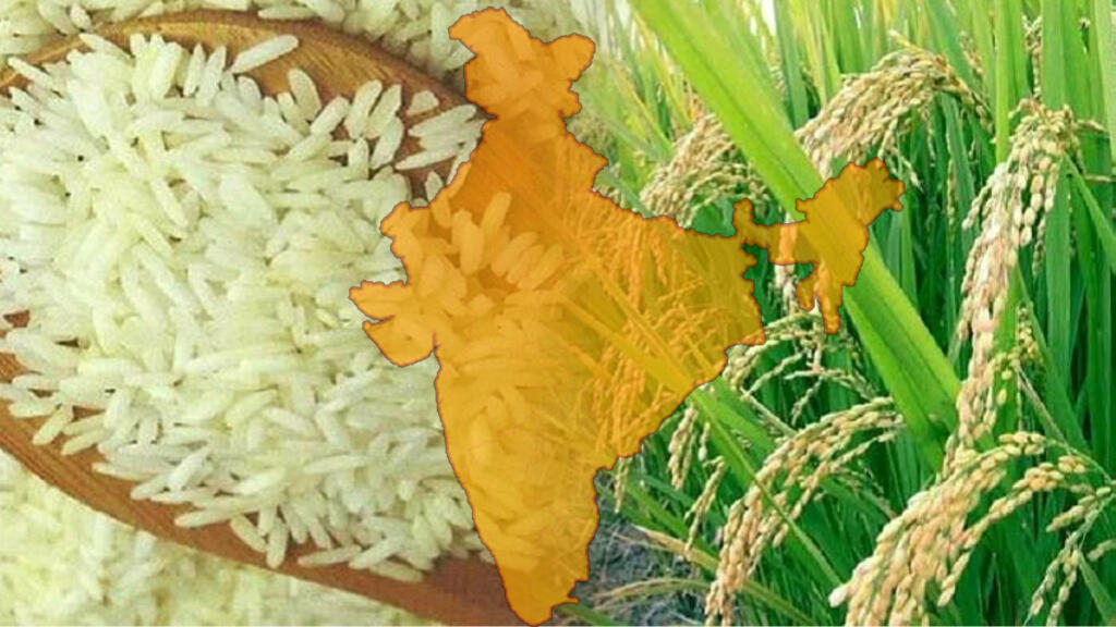 चावल निर्यात