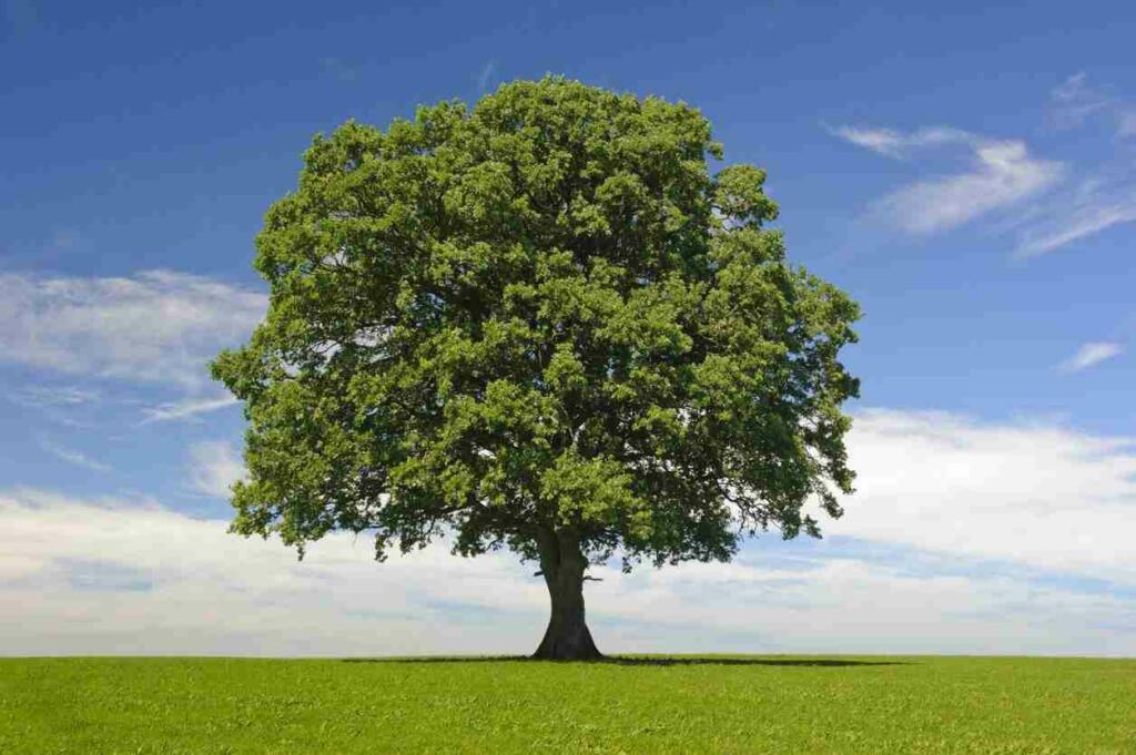 Autobiography of a Tree in Hindi 