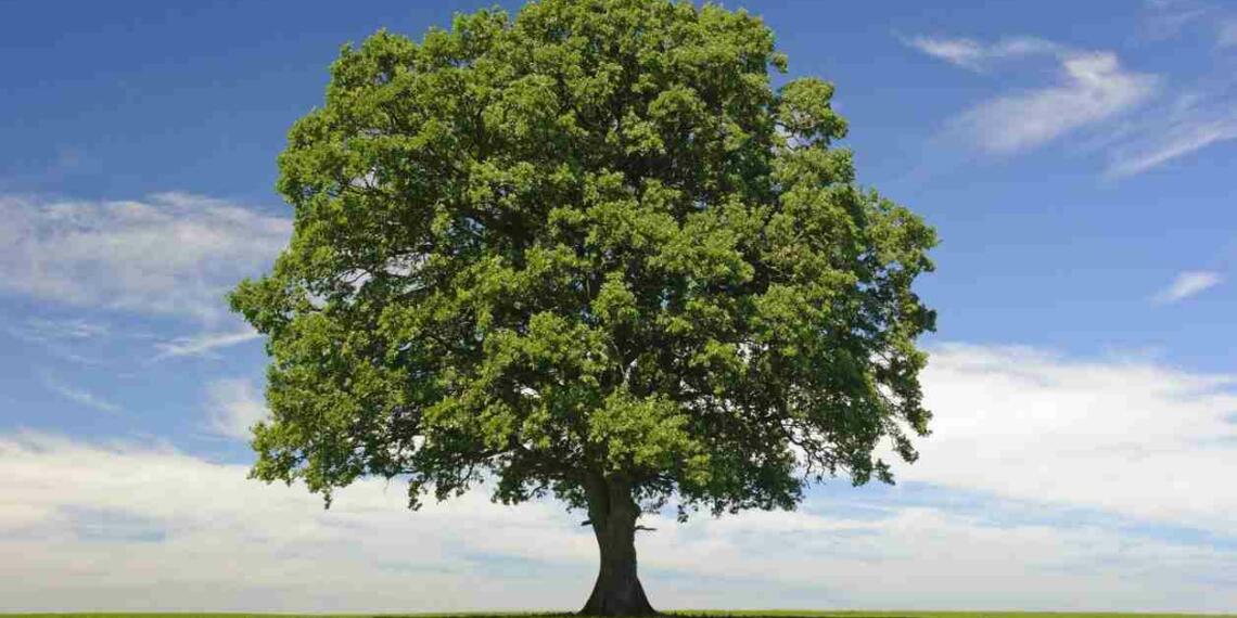 Autobiography of a Tree in Hindi 