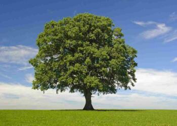 Autobiography of a Tree in Hindi 