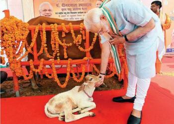 गाय माता