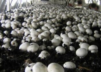 small business ideas in hindi table