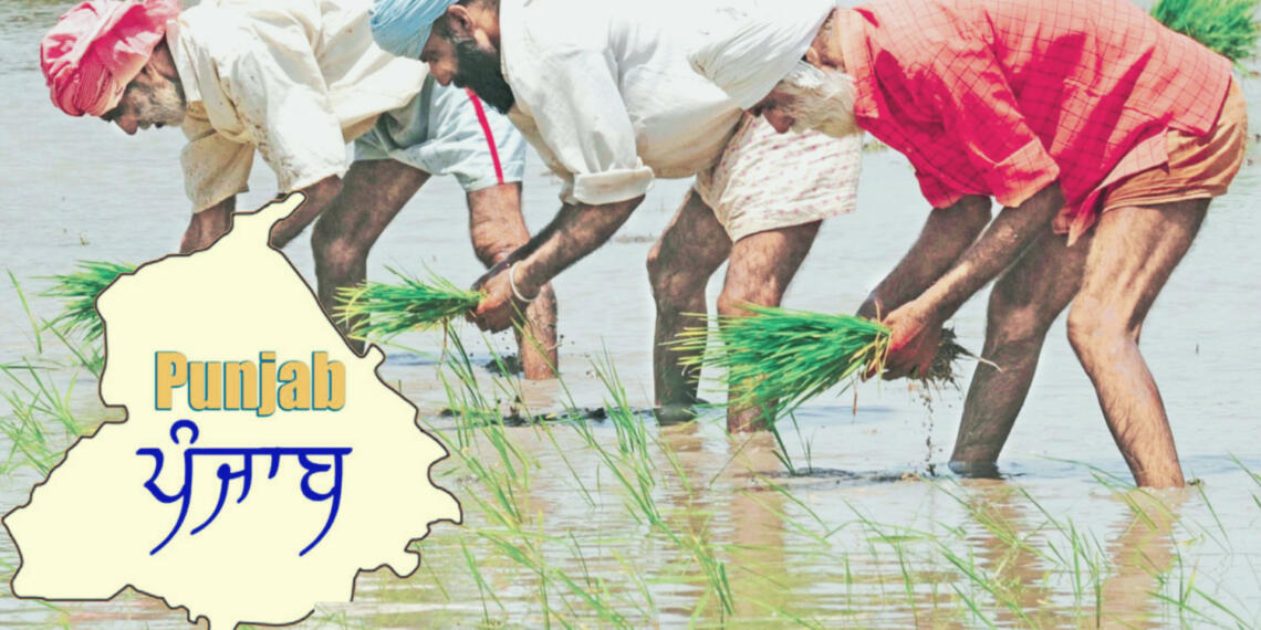 पंजाब चावल