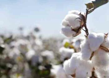 कपास को इंग्लिश में क्या कहते हैं