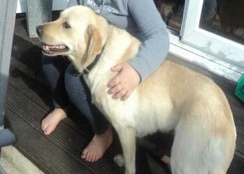 पालतू कुत्ते