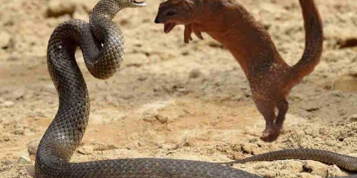 सांप और नेवले की लड़ाई