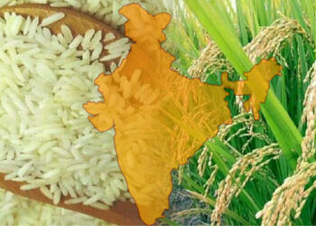 चावल निर्यात