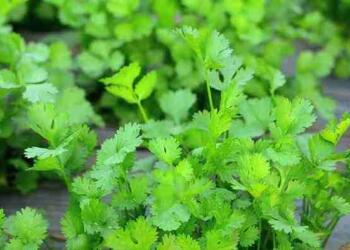 धनिया की खेती करते किसान