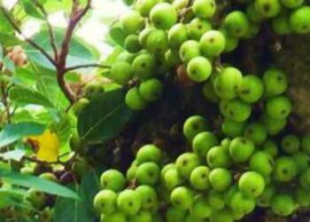 गूलर का फूल