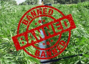 तंबाकु कंपनियों ने भांग और गांजा को अछूत बना दिया है