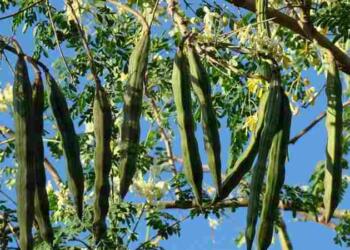 सहजन का पेड़